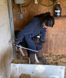 Person tube feeding a calf